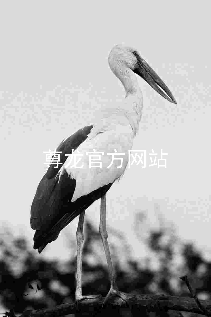 尊龙官方网站